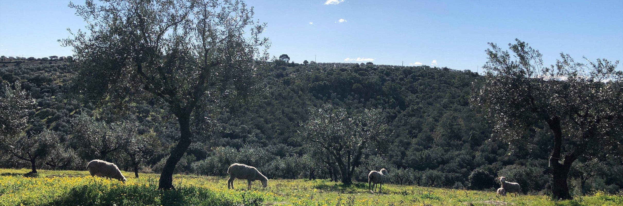 Photo of Ana's regenerative olive grove in Alentejo, Portugal.