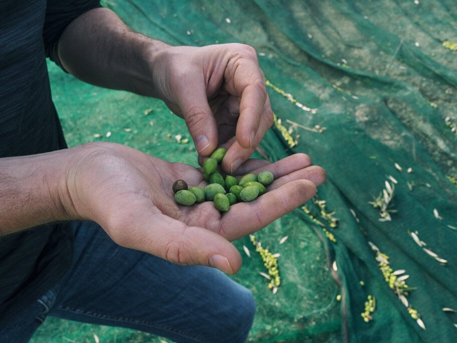 Extra virgin olive oil | early harvest | Citizens of Soil