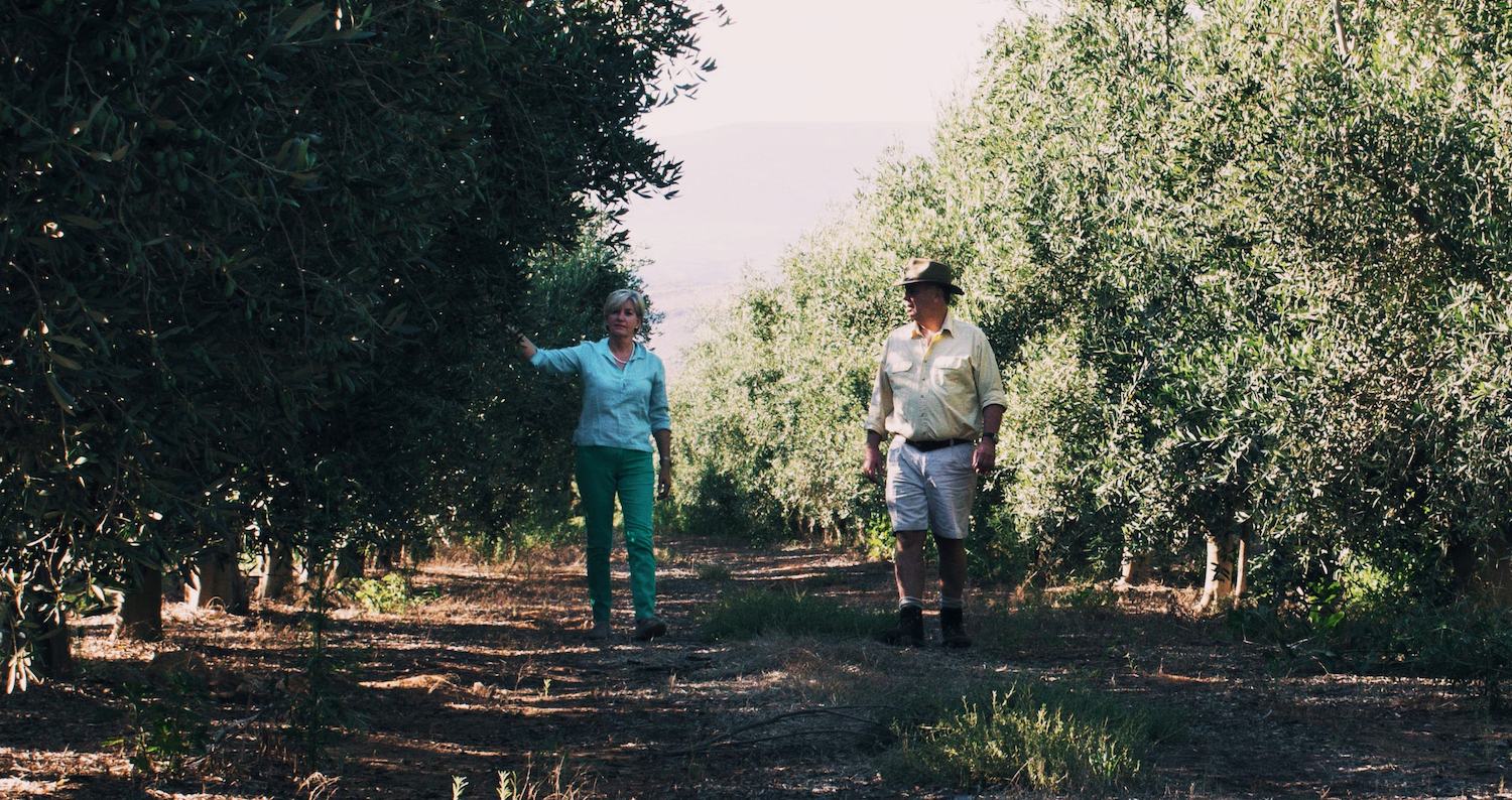 Image for Olive Oil from South Africa's Cape: Our first olive oil from beyond the Med—welcome to South Africa