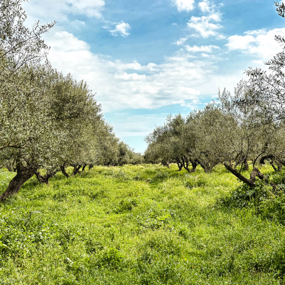 This is Sparta: Introducing our EVOO from Greece