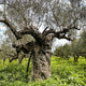 Old olive tree in an olive grove with a cloudy sky