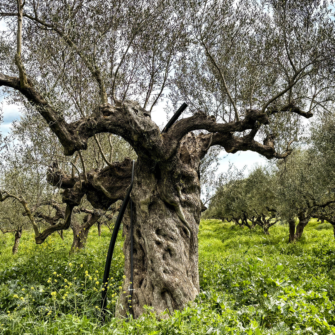 Old olive tree in an olive grove with a cloudy sky