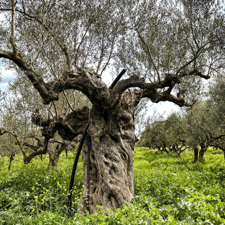 Old olive tree in an olive grove with a cloudy sky