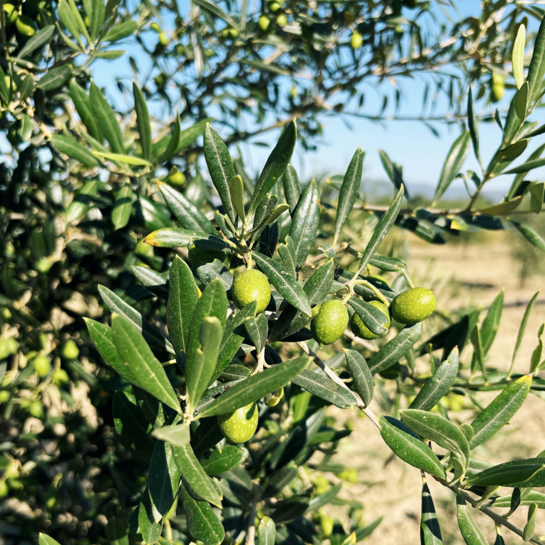 Tuscan Extra Virgin Olive Oil Case