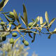 South African Extra Rare Olive Oil