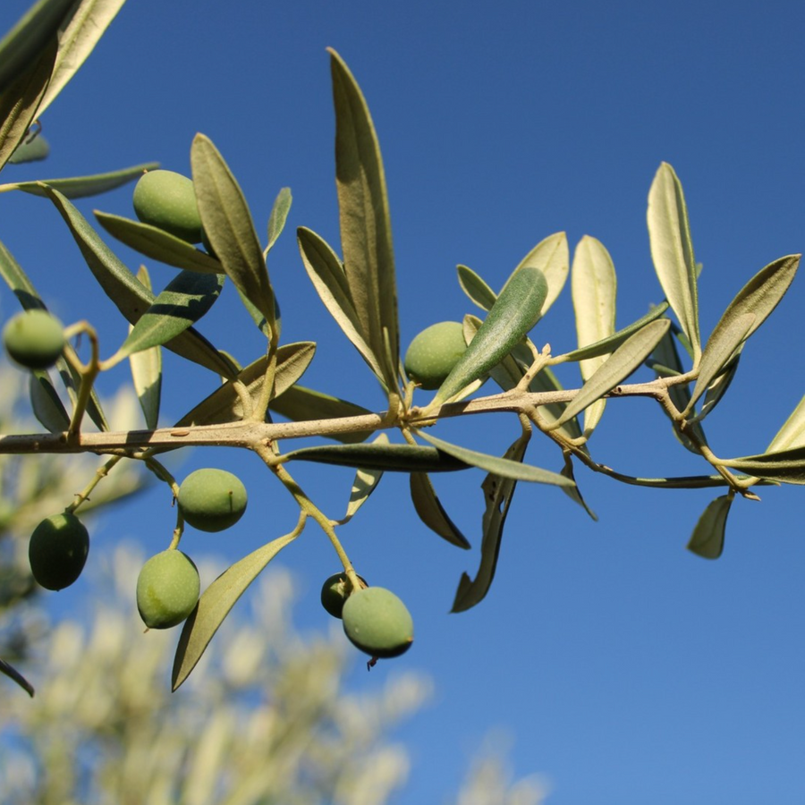 South African Extra Rare Olive Oil