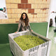 The Olive Oil Club