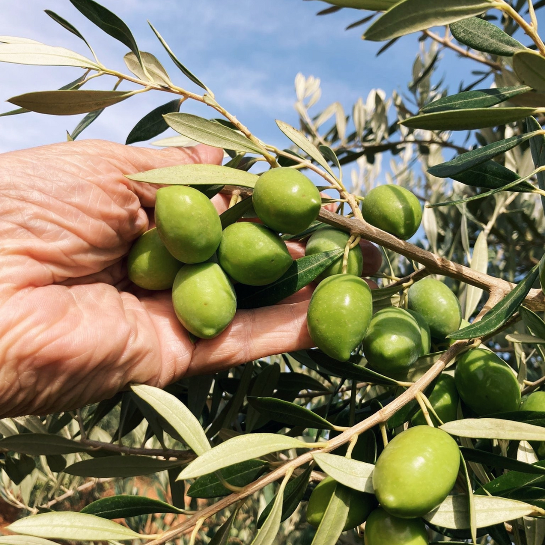 Hand holding green olives on an olive branch with a blue sky background