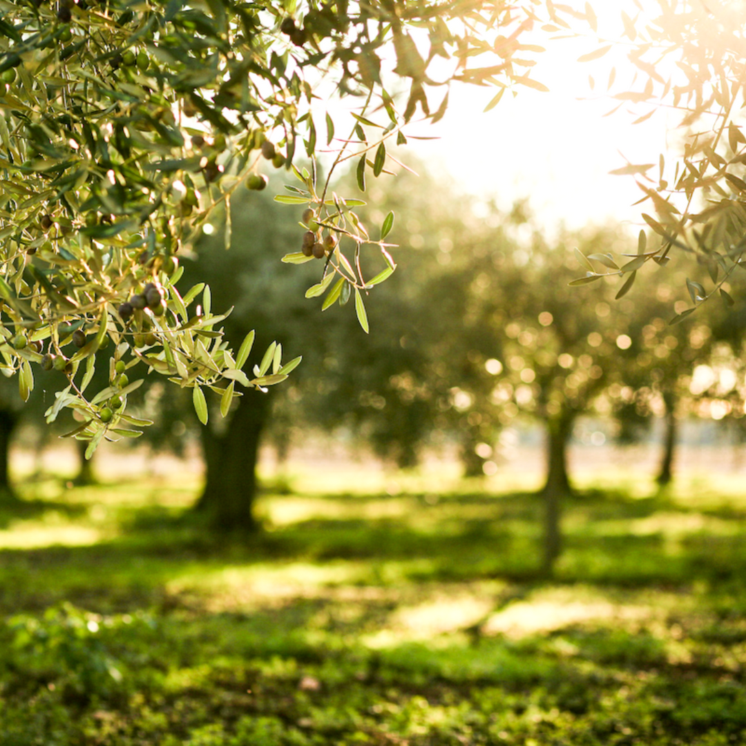 Croatian Extra Virgin Olive Oil