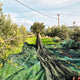 Greek Extra Virgin Olive Oil